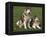 Two Alaskan Malamute Dogs, USA-Lynn M. Stone-Framed Premier Image Canvas