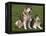 Two Alaskan Malamute Dogs, USA-Lynn M. Stone-Framed Premier Image Canvas