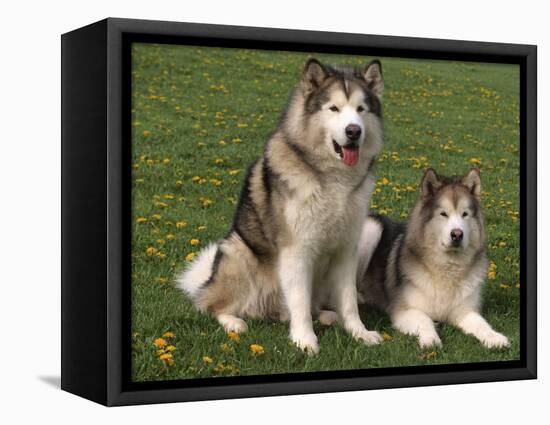 Two Alaskan Malamute Dogs, USA-Lynn M. Stone-Framed Premier Image Canvas
