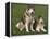 Two Alaskan Malamute Dogs, USA-Lynn M. Stone-Framed Premier Image Canvas