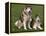 Two Alaskan Malamute Dogs, USA-Lynn M. Stone-Framed Premier Image Canvas