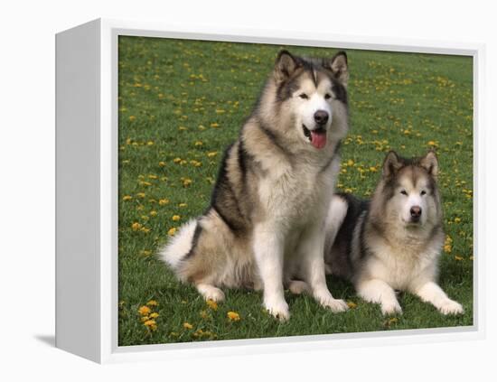 Two Alaskan Malamute Dogs, USA-Lynn M. Stone-Framed Premier Image Canvas