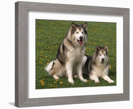 Two Alaskan Malamute Dogs, USA-Lynn M. Stone-Framed Photographic Print