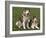 Two Alaskan Malamute Dogs, USA-Lynn M. Stone-Framed Photographic Print