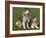 Two Alaskan Malamute Dogs, USA-Lynn M. Stone-Framed Photographic Print