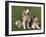 Two Alaskan Malamute Dogs, USA-Lynn M. Stone-Framed Photographic Print