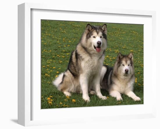 Two Alaskan Malamute Dogs, USA-Lynn M. Stone-Framed Photographic Print