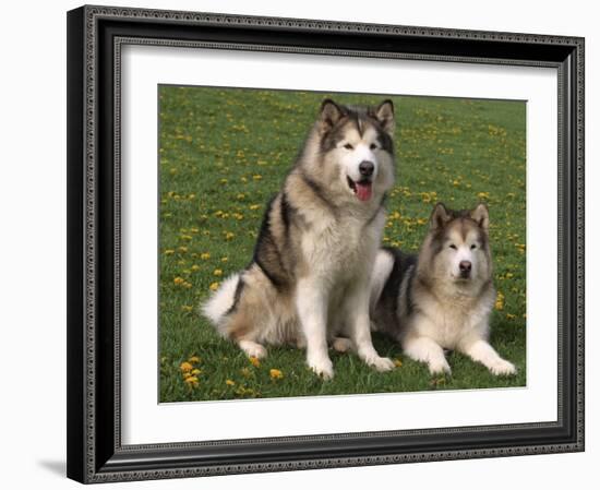 Two Alaskan Malamute Dogs, USA-Lynn M. Stone-Framed Photographic Print