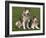 Two Alaskan Malamute Dogs, USA-Lynn M. Stone-Framed Photographic Print