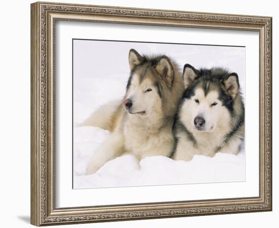 Two Alaskan Malamute Dogs, USA-Lynn M. Stone-Framed Photographic Print