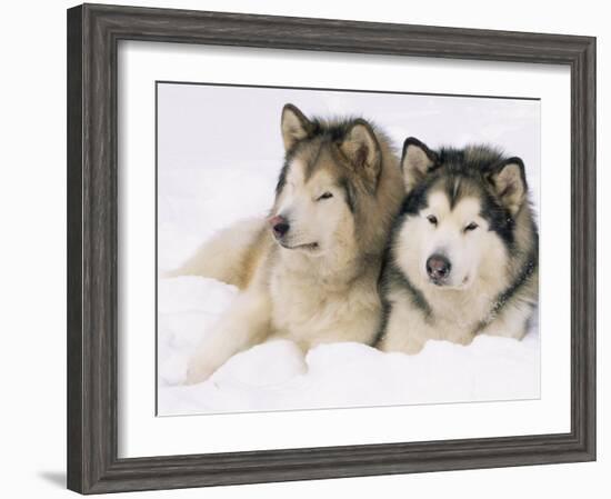 Two Alaskan Malamute Dogs, USA-Lynn M. Stone-Framed Photographic Print