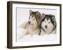 Two Alaskan Malamute Dogs, USA-Lynn M. Stone-Framed Photographic Print