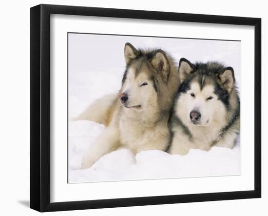 Two Alaskan Malamute Dogs, USA-Lynn M. Stone-Framed Photographic Print