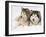 Two Alaskan Malamute Dogs, USA-Lynn M. Stone-Framed Photographic Print