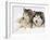 Two Alaskan Malamute Dogs, USA-Lynn M. Stone-Framed Photographic Print