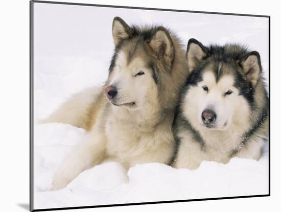 Two Alaskan Malamute Dogs, USA-Lynn M. Stone-Mounted Photographic Print