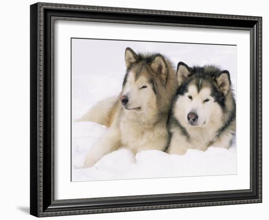 Two Alaskan Malamute Dogs, USA-Lynn M. Stone-Framed Photographic Print