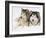 Two Alaskan Malamute Dogs, USA-Lynn M. Stone-Framed Photographic Print