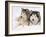 Two Alaskan Malamute Dogs, USA-Lynn M. Stone-Framed Photographic Print