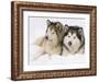 Two Alaskan Malamute Dogs, USA-Lynn M. Stone-Framed Photographic Print