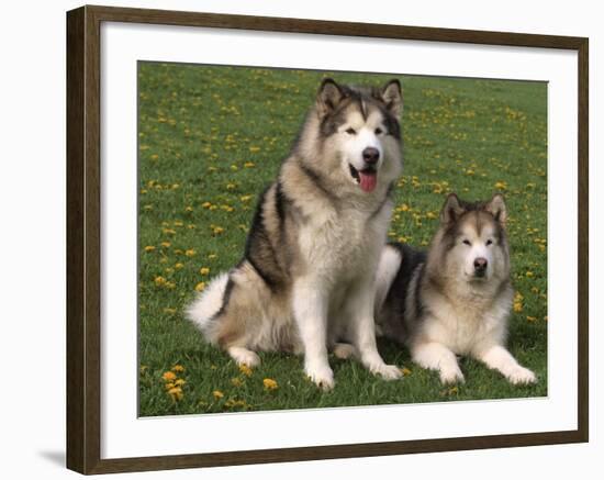 Two Alaskan Malamute Dogs, USA-Lynn M. Stone-Framed Photographic Print