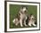 Two Alaskan Malamute Dogs, USA-Lynn M. Stone-Framed Photographic Print