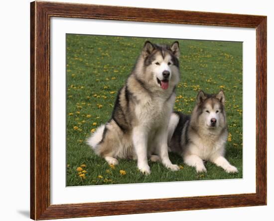 Two Alaskan Malamute Dogs, USA-Lynn M. Stone-Framed Photographic Print