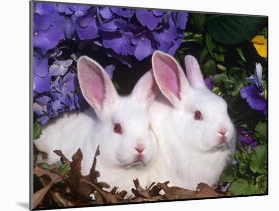 Two Albino New Zealand Domestic Rabbits, USA-Lynn M. Stone-Mounted Photographic Print