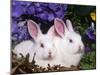 Two Albino New Zealand Domestic Rabbits, USA-Lynn M. Stone-Mounted Photographic Print