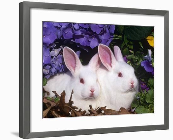 Two Albino New Zealand Domestic Rabbits, USA-Lynn M. Stone-Framed Photographic Print