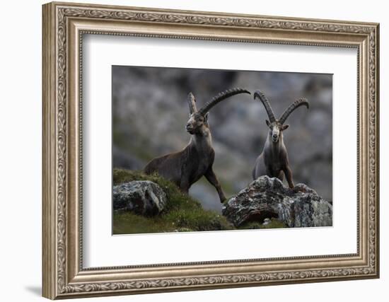 Two Alpine Ibex (Capra Ibex Ibex) Hohe Tauern National Park, Austria, July 2008-Lesniewski-Framed Photographic Print