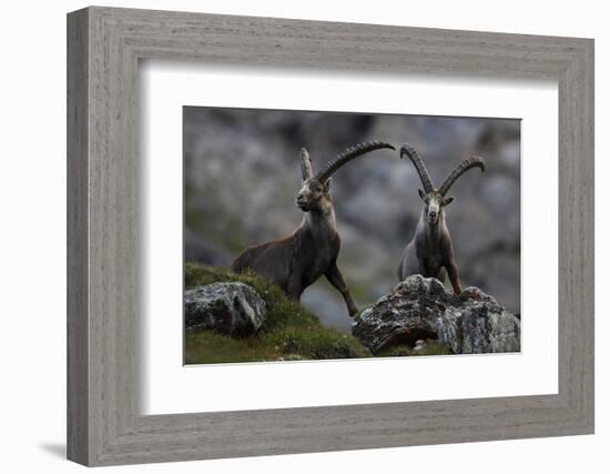 Two Alpine Ibex (Capra Ibex Ibex) Hohe Tauern National Park, Austria, July 2008-Lesniewski-Framed Photographic Print