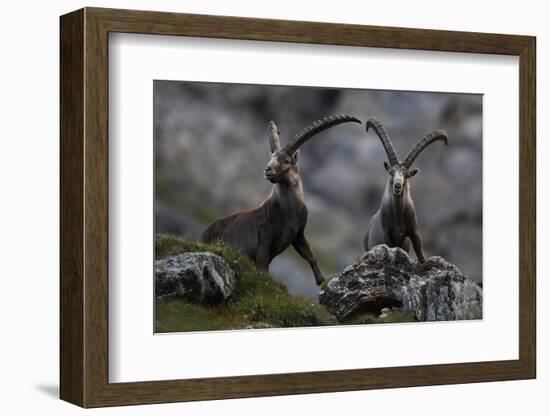 Two Alpine Ibex (Capra Ibex Ibex) Hohe Tauern National Park, Austria, July 2008-Lesniewski-Framed Photographic Print