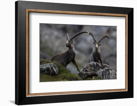 Two Alpine Ibex (Capra Ibex Ibex) Hohe Tauern National Park, Austria, July 2008-Lesniewski-Framed Photographic Print