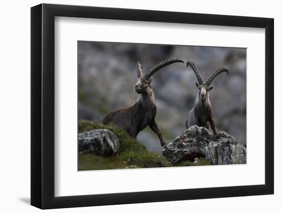 Two Alpine Ibex (Capra Ibex Ibex) Hohe Tauern National Park, Austria, July 2008-Lesniewski-Framed Photographic Print