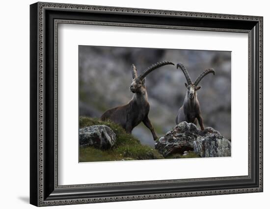 Two Alpine Ibex (Capra Ibex Ibex) Hohe Tauern National Park, Austria, July 2008-Lesniewski-Framed Photographic Print