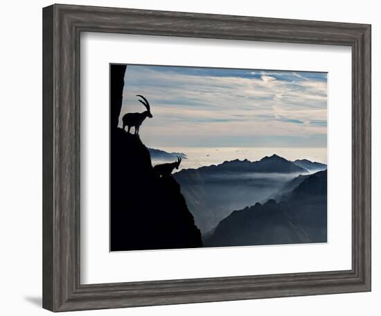 Two Alpine Ibex Dominate from Above the Spectacular View of the Italian Alps.-ClickAlps-Framed Photographic Print