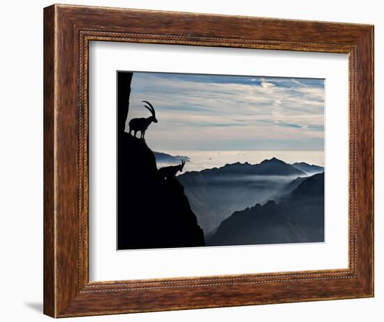 Two Alpine Ibex Dominate from Above the Spectacular View of the Italian Alps.-ClickAlps-Framed Photographic Print