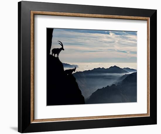 Two Alpine Ibex Dominate from Above the Spectacular View of the Italian Alps.-ClickAlps-Framed Photographic Print