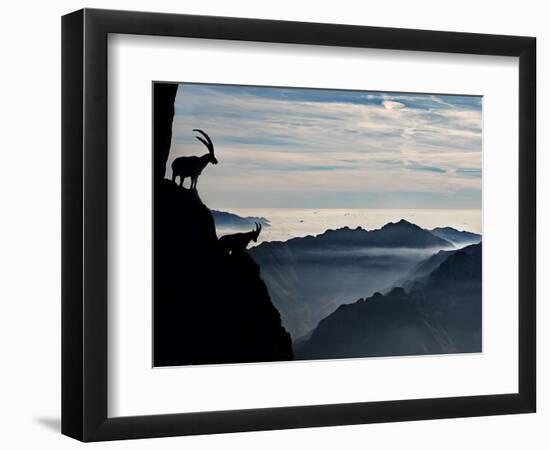 Two Alpine Ibex Dominate from Above the Spectacular View of the Italian Alps.-ClickAlps-Framed Photographic Print