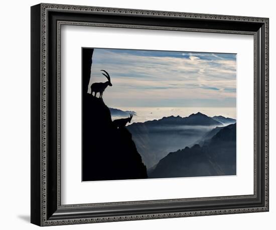 Two Alpine Ibex Dominate from Above the Spectacular View of the Italian Alps.-ClickAlps-Framed Photographic Print