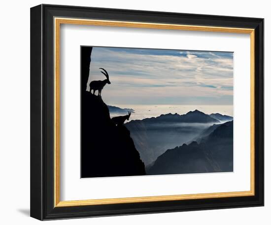 Two Alpine Ibex Dominate from Above the Spectacular View of the Italian Alps.-ClickAlps-Framed Photographic Print