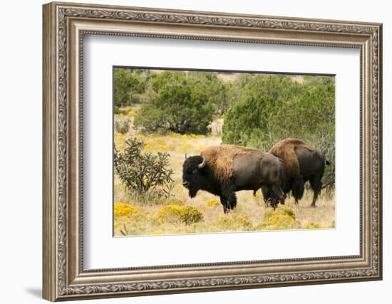 Two American Bison on a farm, Santa Fe, New Mexico, USA.-Julien McRoberts-Framed Photographic Print