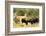 Two American Bison on a farm, Santa Fe, New Mexico, USA.-Julien McRoberts-Framed Photographic Print