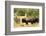 Two American Bison on a farm, Santa Fe, New Mexico, USA.-Julien McRoberts-Framed Photographic Print