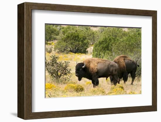 Two American Bison on a farm, Santa Fe, New Mexico, USA.-Julien McRoberts-Framed Photographic Print