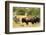 Two American Bison on a farm, Santa Fe, New Mexico, USA.-Julien McRoberts-Framed Photographic Print