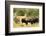 Two American Bison on a farm, Santa Fe, New Mexico, USA.-Julien McRoberts-Framed Photographic Print