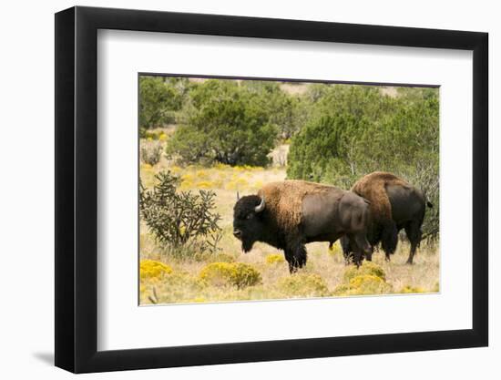 Two American Bison on a farm, Santa Fe, New Mexico, USA.-Julien McRoberts-Framed Photographic Print