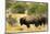 Two American Bison on a farm, Santa Fe, New Mexico, USA.-Julien McRoberts-Mounted Photographic Print